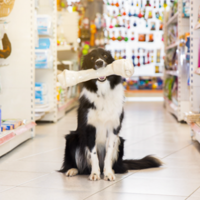 Como aumentar as vendas do seu pet shop? Veja 5 dicas importantes